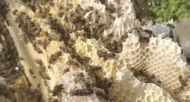 土蜂和意蜂有什么区别