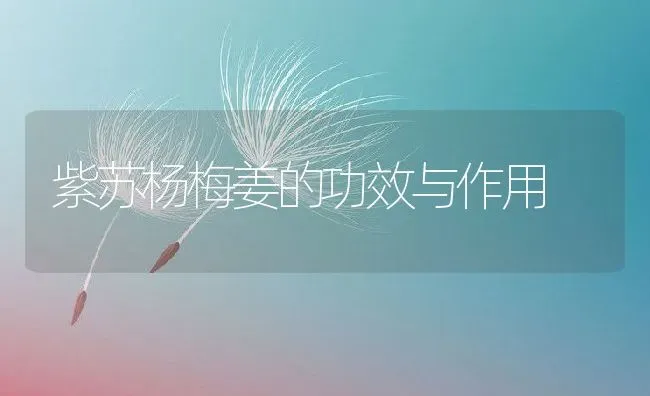 紫苏杨梅姜的功效与作用 | 养殖资料投稿