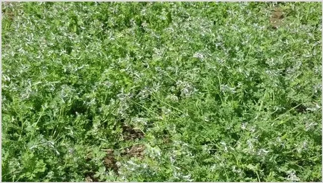 地丁种植效益分析 | 养殖什么赚钱