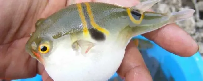 河豚是不是哺乳动物？