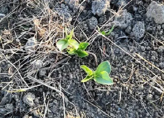 种植前景|蚕豆亩产量一般多少斤 种植蚕豆的亩产利润