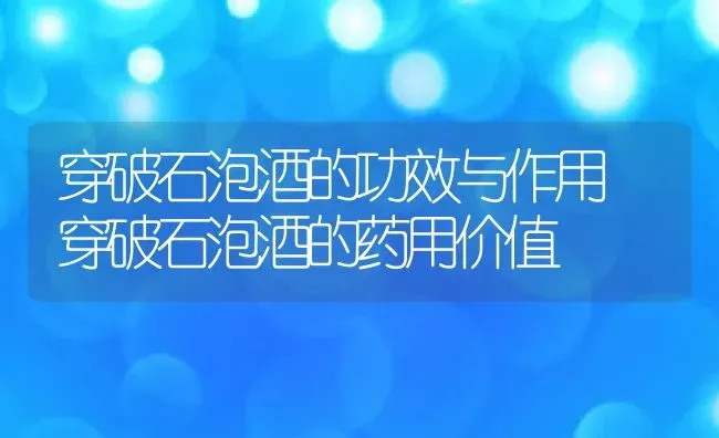 穿破石泡酒的功效与作用 穿破石泡酒的药用价值 | 养殖资料投稿