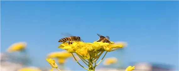 蜜蜂夏天该怎样防高温