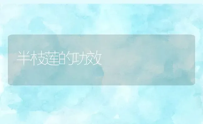 半枝莲的功效 | 养殖资料投稿