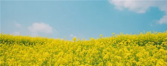 油菜传播种子的方式