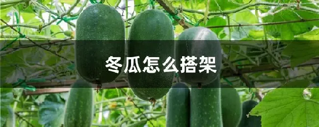 冬瓜怎么搭架