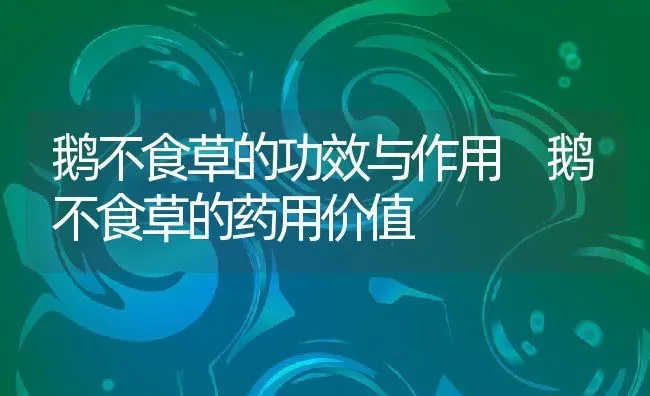 鹅不食草的功效与作用 鹅不食草的药用价值 | 养殖资料投稿