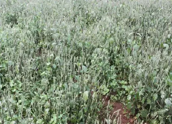 种植前景|牛膝亩产量多少斤 种植技术及每亩效益