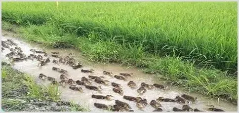 循环农业打造生态种养致富路 | 农业养殖资讯