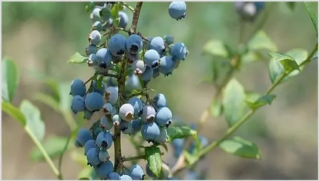 蓝莓种植效益分析 | 养殖什么赚钱