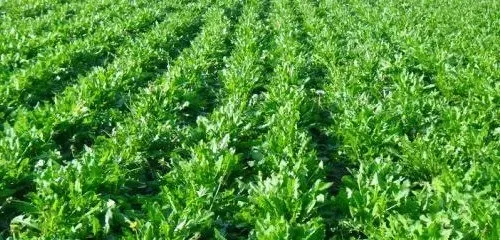芥叶蒲公英的功效与作用 芥叶蒲公英的药用价值