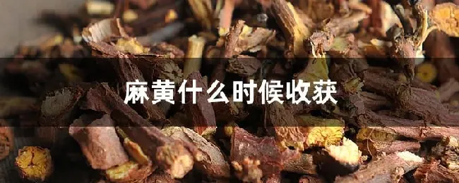 麻黄什么时候收获