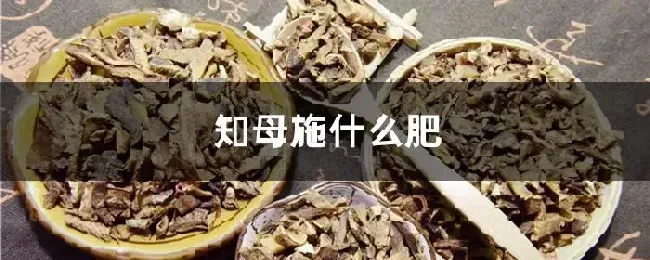 知母施什么肥