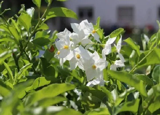 养花|庭院适合种什么花