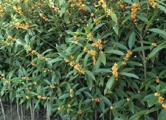 树木|广西适合种什么树 在广西地区常见的树木品种