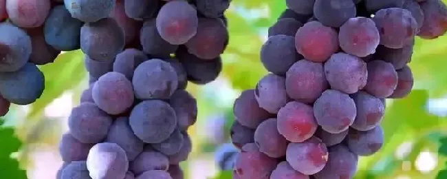 大棚葡萄种植技术与管理种植什么品种好