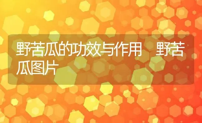 野苦瓜的功效与作用 野苦瓜图片 | 养殖资料投稿