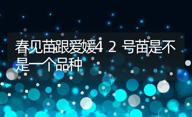 春见苗跟爱媛42号苗是不是一个品种 | 养殖资讯