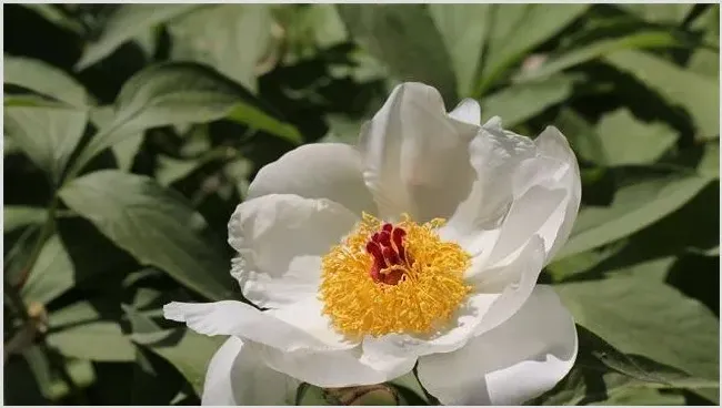 白芍种植效益分析 | 农业养殖资讯