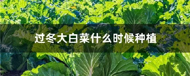 过冬大白菜什么时候种植