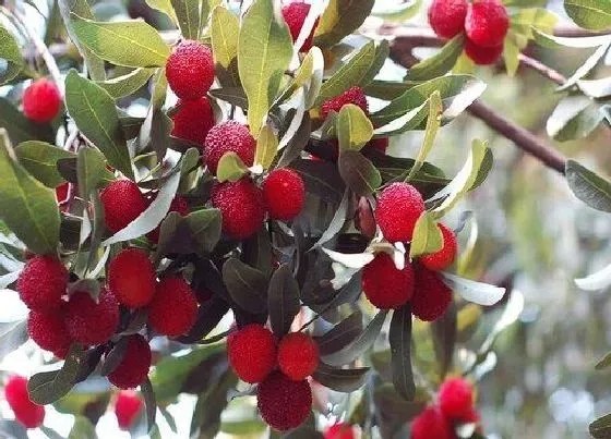 种植前景|杨梅种植条件和区域 适合生长的气候