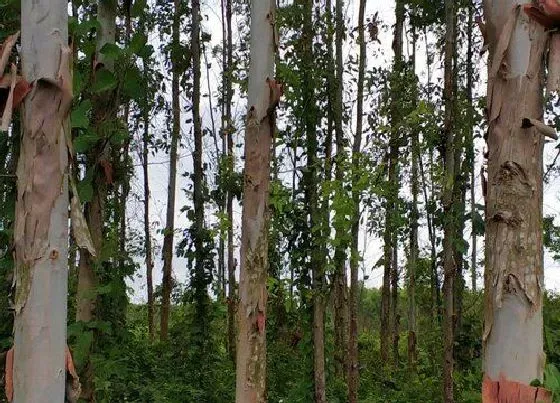树木|广西适合种什么树 在广西地区常见的树木品种