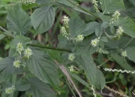 种植前景|牛膝亩产量多少斤 种植技术及每亩效益