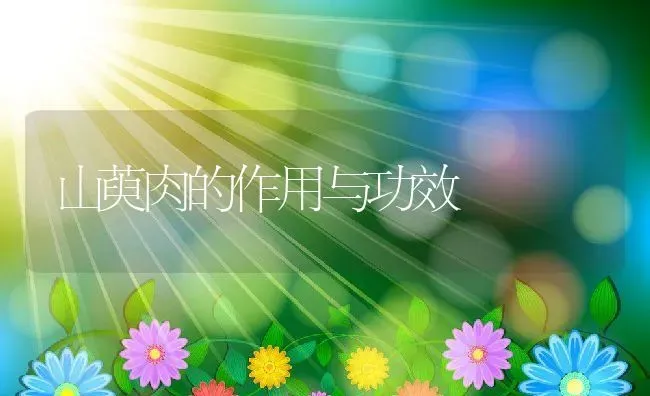 山萸肉的作用与功效 | 养殖资料投稿