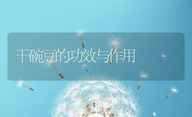干碗豆的功效与作用 | 养殖资料投稿