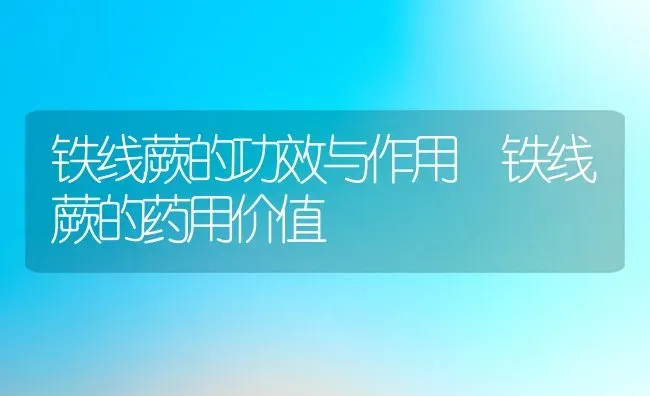 铁线蕨的功效与作用 铁线蕨的药用价值 | 养殖资料投稿