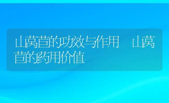 山莴苣的功效与作用 山莴苣的药用价值 | 养殖资料投稿