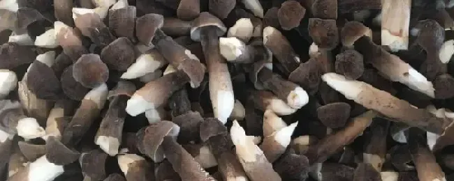 黑皮鸡枞菌的种植技术与管理鸡枞菌一般长在什么地方怎么形成的