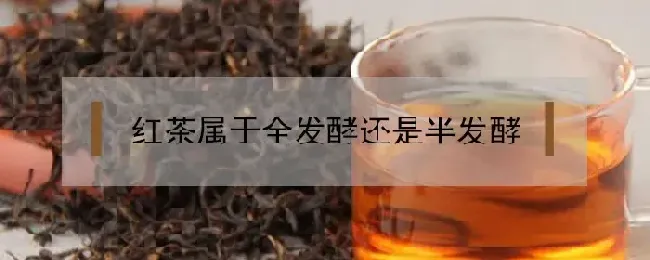 红茶属于全发酵还是半发酵