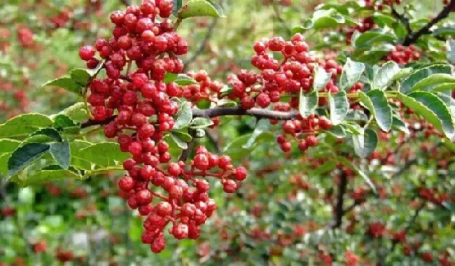 花椒树根部发黑腐烂如何防治？