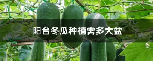 阳台冬瓜种植需多大盆