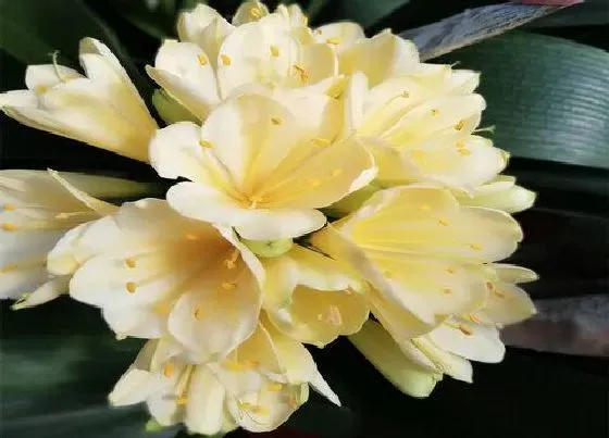 养花|扁花盆适合种什么花