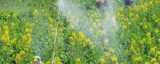 金杆菌农药用途能打石榴树吗