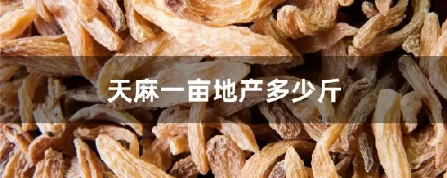天麻一亩地产多少斤
