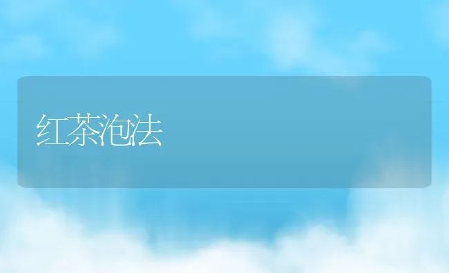 红茶泡法 | 养殖资料投稿