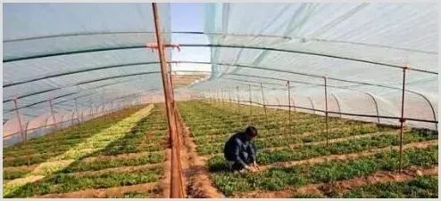 循环农业打造生态种养致富路 | 农业养殖资讯