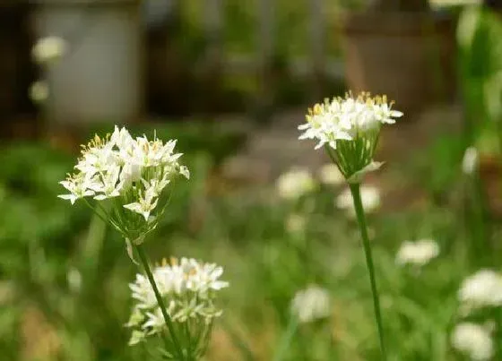 种菜|室内适合种什么菜