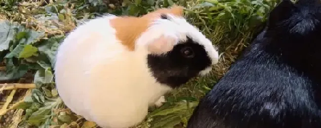 荷兰猪怎么杀来吃荷兰猪能吃肉吗