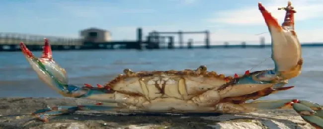 刚死掉的梭子蟹可以吃吗？
