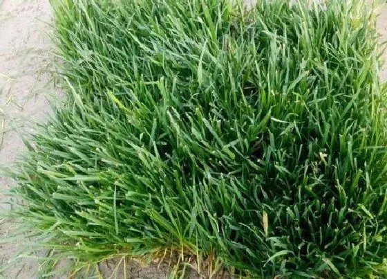 种植前景|暖季型草坪草有哪些 常见暖季型草坪的品种与种类