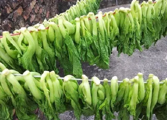 蔬菜|梅菜和酸菜是一种菜吗