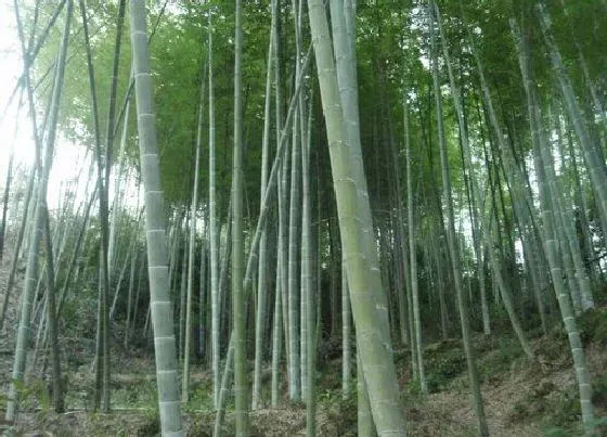 树木|广西适合种什么树 在广西地区常见的树木品种