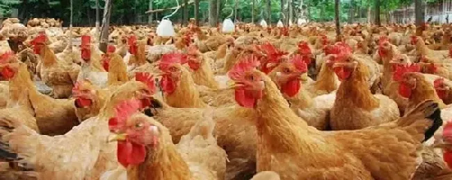 肉鸡采食量低的原因