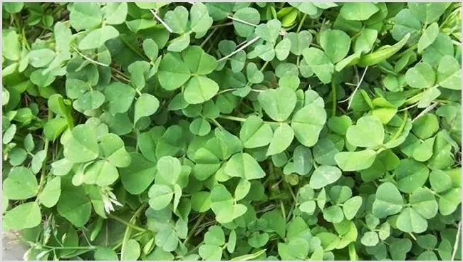 苜蓿种植效益 | 养殖项目前景