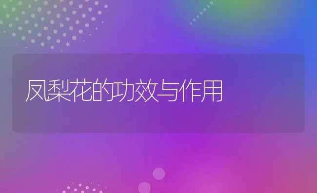 凤梨花的功效与作用 | 养殖资料投稿