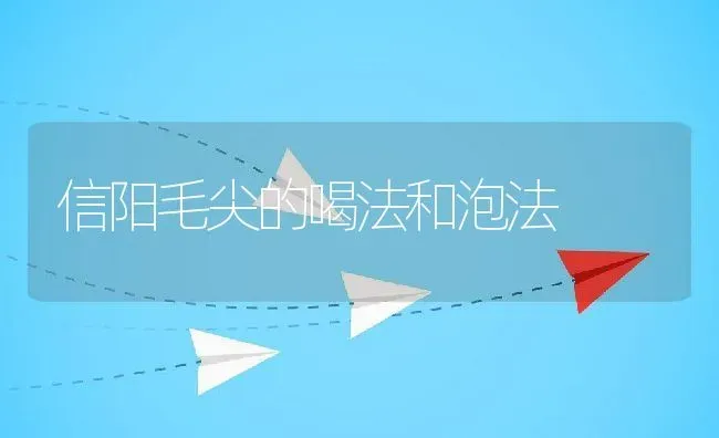 信阳毛尖的喝法和泡法 | 养殖资料投稿